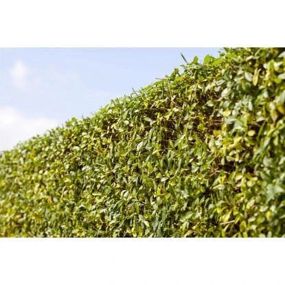 Liguster "Atrovirens" Höhe Ca. 80 - 100 Cm Topf Ca. 7,5 L Ligustrum Vulgare 4 Liguster "Atrovirens" Höhe Ca. 80 - 100 Cm Topf Ca. 7,5 L Ligustrum Vulgare – Bild 2