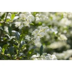 Liguster "Atrovirens" Höhe Ca. 80 - 100 Cm Topf Ca. 7,5 L Ligustrum Vulgare 11 Liguster "Atrovirens" Höhe Ca. 80 - 100 Cm Topf Ca. 7,5 L Ligustrum Vulgare -Compoten Geschaft 4941407 3358 4