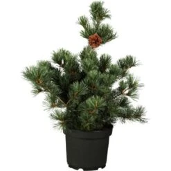 Kompakte Blaue Mädchen-Kiefer "Negishi" Höhe Ca. 50 - 60 Cm Topf Ca. 15 L