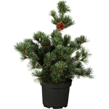 Kompakte Blaue Mädchen-Kiefer "Negishi" Höhe Ca. 50 - 60 Cm Topf Ca. 15 L 3 Kompakte Blaue Mädchen-Kiefer "Negishi" Höhe Ca. 50 - 60 Cm Topf Ca. 15 L