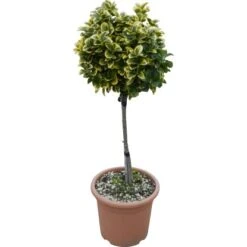 OBI Japanischer Spindelstrauch "Elegantissimus Aureus" Höhe Ca.65 Cm Topf Ca.9 L 7 OBI Japanischer Spindelstrauch "Elegantissimus Aureus" Höhe Ca.65 Cm Topf Ca.9 L -Compoten Geschaft 501257 4104 1