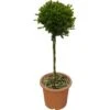 GROW By OBI Buchsbaum "Faulkner" Höhe Ca. 65 Cm Topf Ca. 9 L Buxus -Compoten Geschaft 501460 4104 1
