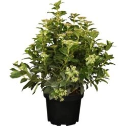 OBI Lorbeer-Schneeball "Lisarose" Rosa Höhe Ca. 40 - 50 Cm Topf Ca. 7,5 L