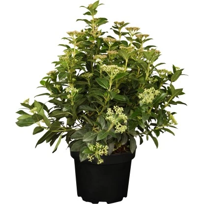 OBI Lorbeer-Schneeball "Lisarose" Rosa Höhe Ca. 40 - 50 Cm Topf Ca. 7,5 L 3 OBI Lorbeer-Schneeball "Lisarose" Rosa Höhe Ca. 40 - 50 Cm Topf Ca. 7,5 L