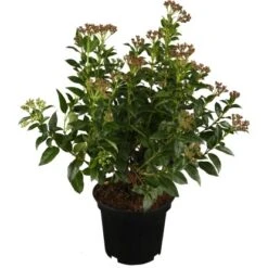 OBI Lorbeer-Schneeball "Gwenllian" Hellrosa Höhe Ca. 30 - 40 Cm Topf Ca. 4,5 L