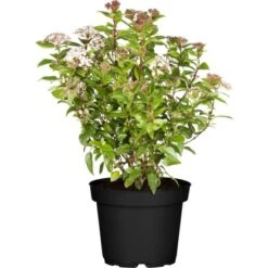 OBI Lorbeer-Schneeball "Eve Price" Weiß Höhe Ca. 50 - 60 Cm Topf Ca. 9 L