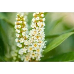 Kirschlorbeer "Green Torch" Höhe Ca. 60 - 80 Cm Topf Ca. 7,5 L Prunus -Compoten Geschaft 5034616 3358 3