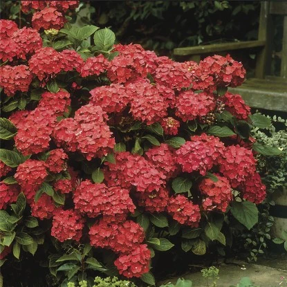 Tellerhortensie "Black Diamonds" Rot Höhe Ca. 50 - 60 Cm Topf Ca. 5 L Hydrangea 3 Tellerhortensie "Black Diamonds" Rot Höhe Ca. 50 - 60 Cm Topf Ca. 5 L Hydrangea