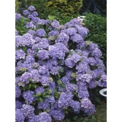 Tellerhortensie "Black Diamonds" Blau Höhe Ca. 50 - 60 Cm Topf Ca. 5 L Hydrangea