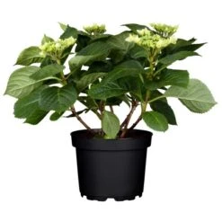 Bauernhortensie "Frisbee Hot Pink" Lila Höhe Ca. 50 - 60 Cm Topf Ca. 5 L