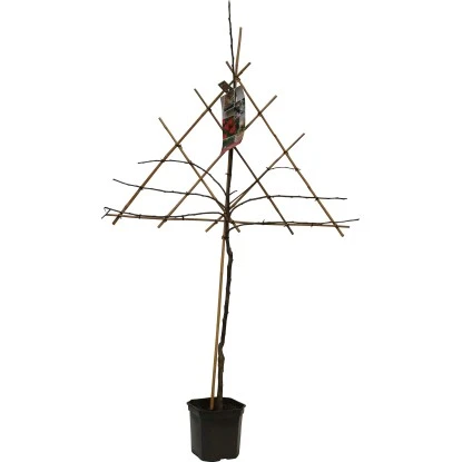 GROW By OBI Apfel Am Spalier Höhe Ca. 160-180 Cm Topf Ca. 7,5 L Malus Domestica 3 GROW By OBI Apfel Am Spalier Höhe Ca. 160-180 Cm Topf Ca. 7,5 L Malus Domestica