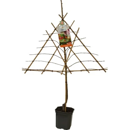 GROW By OBI Pfirsich Am Spalier Höhe Ca. 160 - 180 Cm Topf Ca. 7,5 L 3 GROW By OBI Pfirsich Am Spalier Höhe Ca. 160 - 180 Cm Topf Ca. 7,5 L