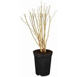 OBI Roseneibisch Rot Höhe Ca. 60 - 80 Cm Topf Ca. 5 L Hibiscus