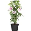 OBI Roseneibisch Rosa Höhe Ca. 30 - 40 Cm Topf Ca. 3 L Hibiscus -Compoten Geschaft 522215 3358 1