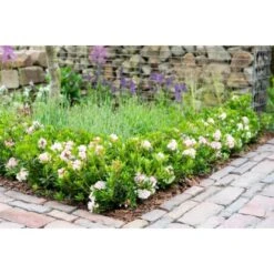 Rhododendron "Bloombux®" Rosa Höhe Ca. 5 - 10 Cm Topf Ca. 2 L Rhododendron -Compoten Geschaft 5223870 3358 2