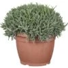 LavendelTopf-Ø Ca. 35 Cm Lavandula -Compoten Geschaft 522598 3358 1