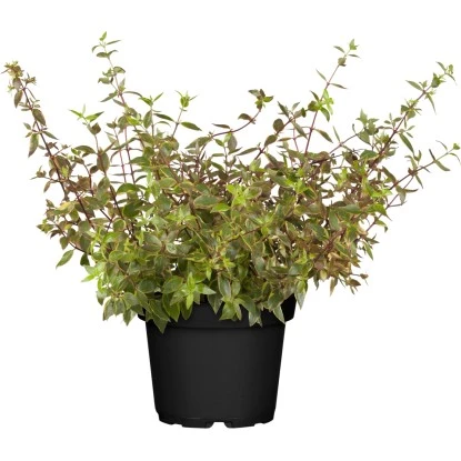 Abelie "Kaleidoscope" Weiß Höhe Ca. 20 - 30 Cm Topf Ca. 2 L Abelia 3 Abelie "Kaleidoscope" Weiß Höhe Ca. 20 - 30 Cm Topf Ca. 2 L Abelia