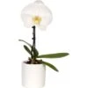 Schmetterlings-Orchidee "Singolo" 1-Trieber Weiß Topf-Ø Ca. 9 Cm -Compoten Geschaft 5682554 4883 1