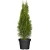 Lebensbaum "Brabant" Topf-Ø Ca. 22 Cm Thuja Occidentalis 2 Lebensbaum "Brabant" Topf-Ø Ca. 22 Cm Thuja Occidentalis -Compoten Geschaft 5754452 3358 01