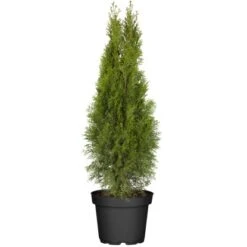 Lebensbaum "Brabant" Topf-Ø Ca. 22 Cm Thuja Occidentalis
