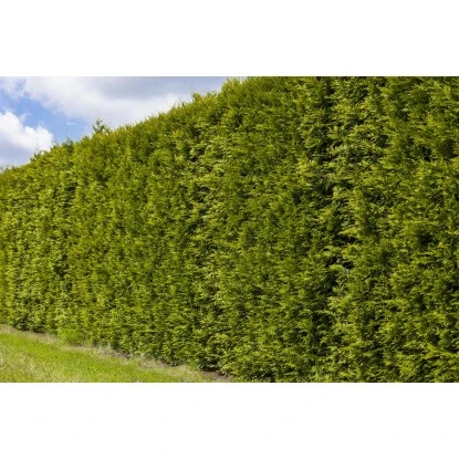 Lebensbaum "Smaragd" Set à 45 Stück Höhe Ca. 80 - 100 Cm Ballenware Thuja 4 Lebensbaum "Smaragd" Set à 45 Stück Höhe Ca. 80 - 100 Cm Ballenware Thuja – Bild 2