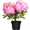 OBI Rhododendron Rosa Höhe Ca. 40 - 50 Cm Topf Ca. 10 L Rhododendron -Compoten Geschaft 588224 3358 42