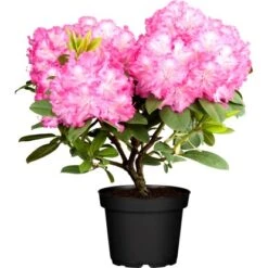 OBI Rhododendron Rosa Höhe Ca. 40 - 50 Cm Topf Ca. 10 L Rhododendron
