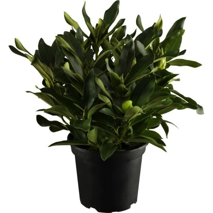 OBI Rhododendron Weiß Höhe Ca. 40 - 50 Cm Topf Ca. 10 L Rhododendron Hybride 3 OBI Rhododendron Weiß Höhe Ca. 40 - 50 Cm Topf Ca. 10 L Rhododendron Hybride