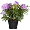 OBI Rhododendron Lila Höhe Ca. 70 - 80 Cm Topf Ca. 30 L Rhododendron Hybride -Compoten Geschaft 588292 3358 45