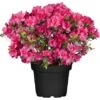 GROW By OBI Japanische Azalee "Canzonetta" Rot Höhe Ca.20 - 25 Cm Topf Ca. 4,6 L -Compoten Geschaft 588307 3358 50