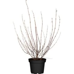 OBI Gartenjasmin "Little White Love" Weiß Höhe Ca. 30 - 40 Cm Topf Ca. 4,6 L