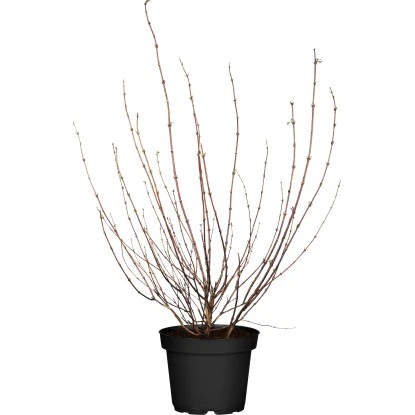 OBI Gartenjasmin "Little White Love" Weiß Höhe Ca. 30 - 40 Cm Topf Ca. 4,6 L 3 OBI Gartenjasmin "Little White Love" Weiß Höhe Ca. 30 - 40 Cm Topf Ca. 4,6 L