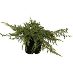 Kriech-Wacholder "Repanda" Höhe 30 - 40 Cm Topf Ca. 5 L Juniperus Communis