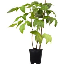 Himbeere "Gesund Und Lecker" Höhe Ca. 20 - 30 Cm Topf Ca. 5 L Rubus Idaeus