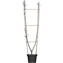 GROW By OBI Duo-Apfel Höhe Ca. 100 - 120 Cm Topf Ca. 7,5 L Malus