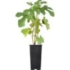 Feige Weiß Topf Ca. 2 L Ficus Carica -Compoten Geschaft 588976 3358 32