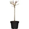 Pfirsich Höhe Ca. 40 - 60 Cm Topf Ca. 5 L Prunus Persica -Compoten Geschaft 589152 3358 34