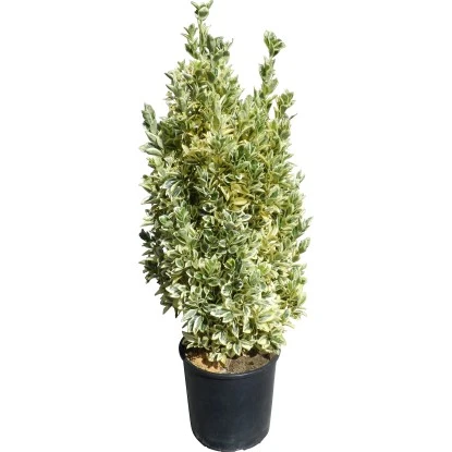 OBI Japanischer Spindelstrauch "Bravo" Höhe Ca. 90 Cm Topf Ca. 18 L Euonymus 5 OBI Japanischer Spindelstrauch "Bravo" Höhe Ca. 90 Cm Topf Ca. 18 L Euonymus – Bild 3