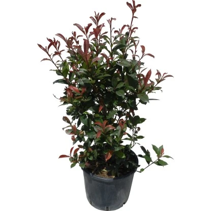 GROW By OBI Glanzmispel "Carré Rouge" Höhe Ca. 60 - 80 Cm Topf Ca. 15 L Photinia 3 GROW By OBI Glanzmispel "Carré Rouge" Höhe Ca. 60 - 80 Cm Topf Ca. 15 L Photinia