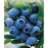 Heidelbeere "Hortiblue Petite" Höhe 40 - 60 Cm Topf-Ø 4,6 L Vaccinium -Compoten Geschaft 60 cm topf 46 vaccinium 1