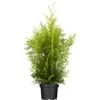 OBI Lebensbaum "Brabant" Höhe Ca. 140 - 160 Cm Topf Ca. 30 L Thuja -Compoten Geschaft 60 cm topf ca 30 l thuja 1