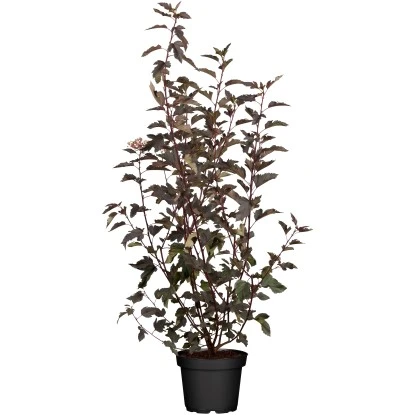 Fasanenspiere "Midnight" Weiß Höhe Ca. 50 - 60 Cm Topf Ca. 5 L Physocarpus 3 Fasanenspiere "Midnight" Weiß Höhe Ca. 50 - 60 Cm Topf Ca. 5 L Physocarpus