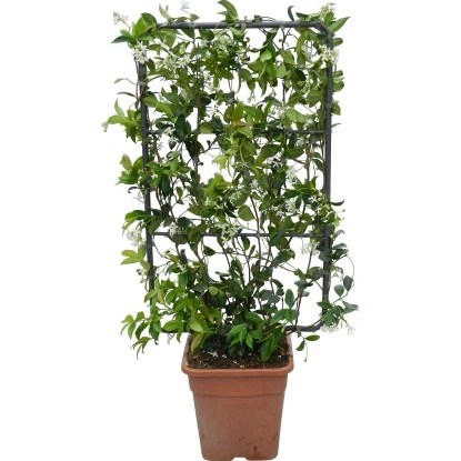 GROW By OBI Sternjasmin Höhe Ca. 90 Cm Topf Ca. 18 L Rhyncospermum Jasminoides 7 GROW By OBI Sternjasmin Höhe Ca. 90 Cm Topf Ca. 18 L Rhyncospermum Jasminoides – Bild 5