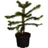 OBI Chilenische Schmucktanne Höhe Ca. 20 - 30 Cm Topf Ca. 3 L Araucaria 1 OBI Chilenische Schmucktanne Höhe Ca. 20 - 30 Cm Topf Ca. 3 L Araucaria -Compoten Geschaft 6499396 3358 1