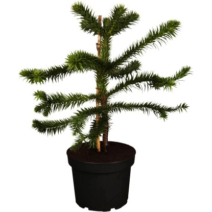 OBI Chilenische Schmucktanne Höhe Ca. 20 - 30 Cm Topf Ca. 3 L Araucaria 3 OBI Chilenische Schmucktanne Höhe Ca. 20 - 30 Cm Topf Ca. 3 L Araucaria