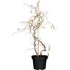 OBI Korkenzieherhasel "Contorta" Höhe Ca. 60 - 80 Cm Topf Ca. 4 L Corylus -Compoten Geschaft 6499602 3358 1