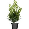 OBI Stechpalme "Blue Prince" Höhe Ca. 50 - 60 Cm Topf Ca. 5 L Ilex Meserveae -Compoten Geschaft 6499727 3358 1