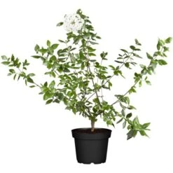 OBI Osterschneeball Weiß Höhe Ca. 40 - 50 Cm Topf Ca. 5 L Viburnum