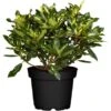 OBI Rhododendron "Goldflimmer" Rosa Höhe 30 - 40 Cm Topf Ca. 5 L -Compoten Geschaft 6508964 3358 1