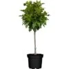 GROW By OBI Kugel-Sumpfeiche "Green Dwarf" Stamm Ca. 100 - 120 Cm Topf Ca. 12 L -Compoten Geschaft 655723 3358 01